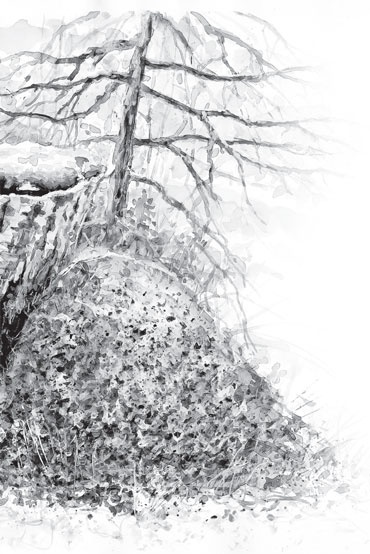 Иллюстрация к книге — Русский лес. С вопросами и ответами для почемучек [_35.jpg]