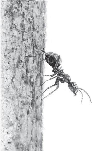 Иллюстрация к книге — Русский лес. С вопросами и ответами для почемучек [_36.jpg]