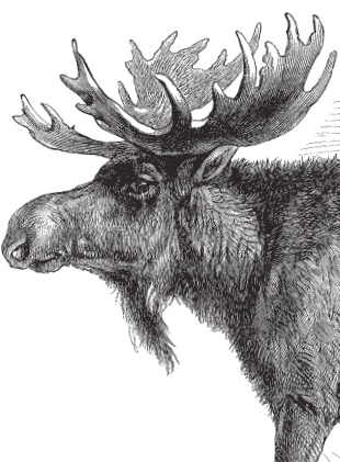 Иллюстрация к книге — Русский лес. С вопросами и ответами для почемучек [_38.jpg]