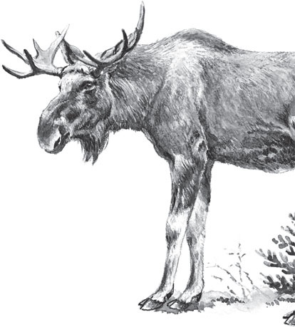 Иллюстрация к книге — Русский лес. С вопросами и ответами для почемучек [_42.jpg]