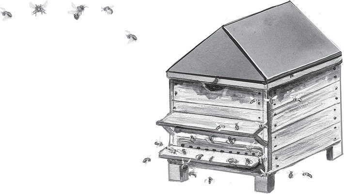 Иллюстрация к книге — Русский лес. С вопросами и ответами для почемучек [_45.jpg]