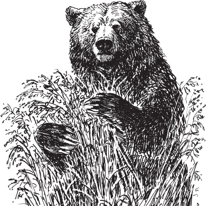 Иллюстрация к книге — Русский лес. С вопросами и ответами для почемучек [_46.jpg]