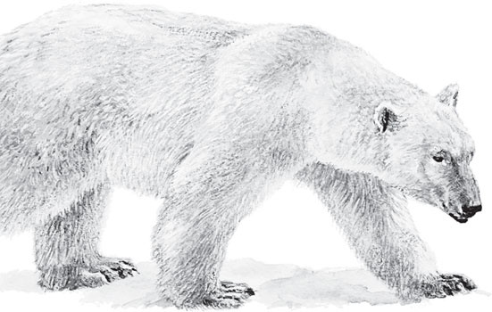 Иллюстрация к книге — Русский лес. С вопросами и ответами для почемучек [_49.jpg]