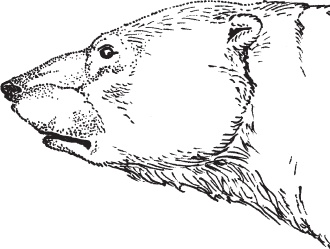 Иллюстрация к книге — Русский лес. С вопросами и ответами для почемучек [_50.jpg]