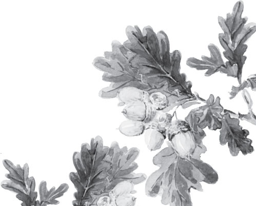 Иллюстрация к книге — Русский лес. С вопросами и ответами для почемучек [_51.jpg]