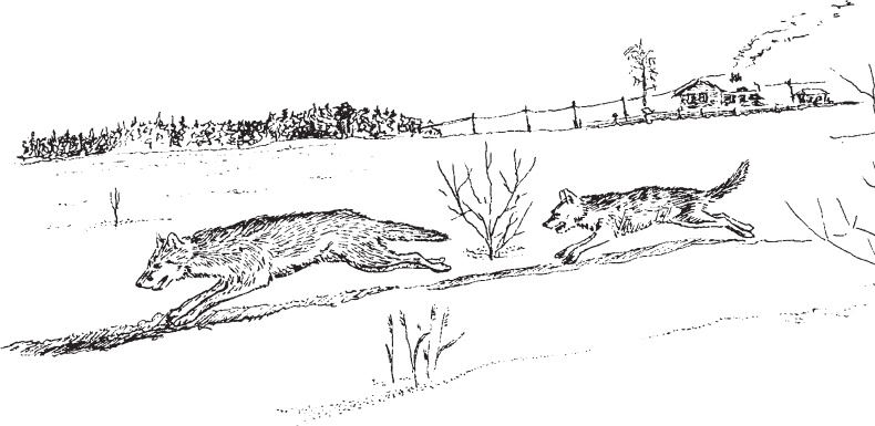 Иллюстрация к книге — Русский лес. С вопросами и ответами для почемучек [_55.jpg]