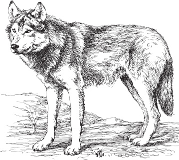 Иллюстрация к книге — Русский лес. С вопросами и ответами для почемучек [_56.jpg]