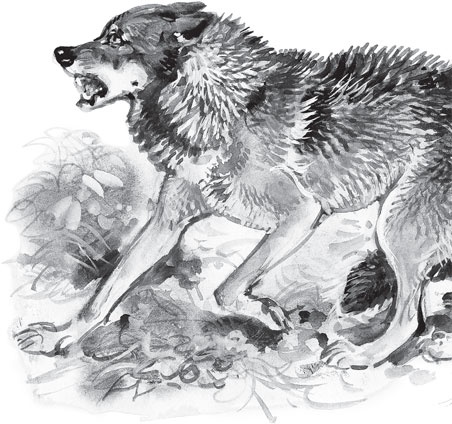 Иллюстрация к книге — Русский лес. С вопросами и ответами для почемучек [_59.jpg]