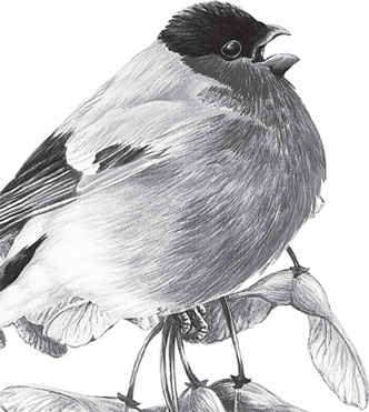 Иллюстрация к книге — Русский лес. С вопросами и ответами для почемучек [_64.jpg]