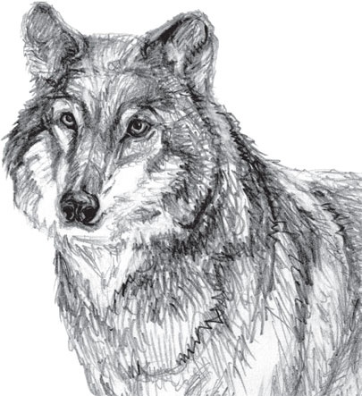 Иллюстрация к книге — Русский лес. С вопросами и ответами для почемучек [_67.jpg]