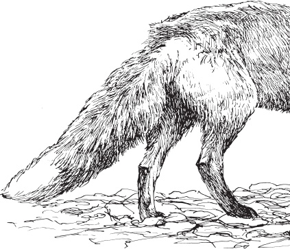 Иллюстрация к книге — Русский лес. С вопросами и ответами для почемучек [_68.jpg]