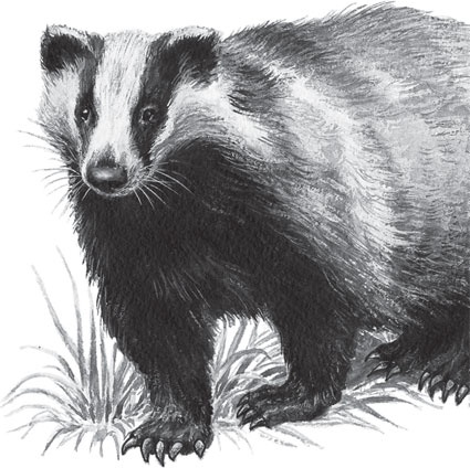 Иллюстрация к книге — Русский лес. С вопросами и ответами для почемучек [_70.jpg]