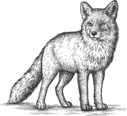 Иллюстрация к книге — Русский лес. С вопросами и ответами для почемучек [_73.jpg]