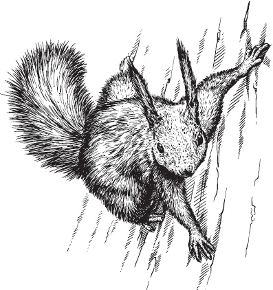 Иллюстрация к книге — Русский лес. С вопросами и ответами для почемучек [_77.jpg]