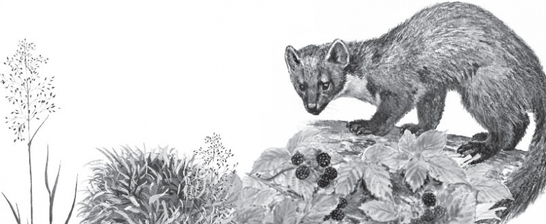 Иллюстрация к книге — Русский лес. С вопросами и ответами для почемучек [_78.jpg]