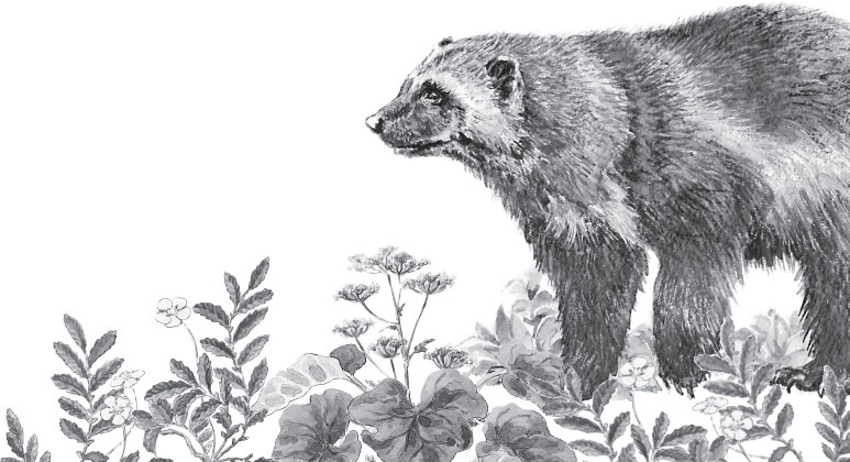 Иллюстрация к книге — Русский лес. С вопросами и ответами для почемучек [_84.jpg]