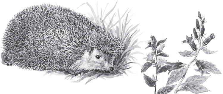 Иллюстрация к книге — Русский лес. С вопросами и ответами для почемучек [_85.jpg]