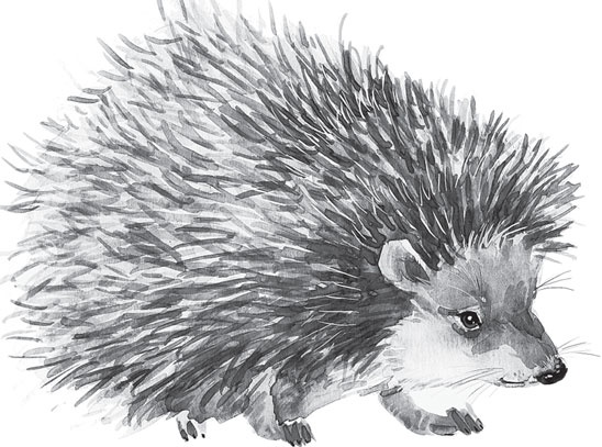 Иллюстрация к книге — Русский лес. С вопросами и ответами для почемучек [_87.jpg]