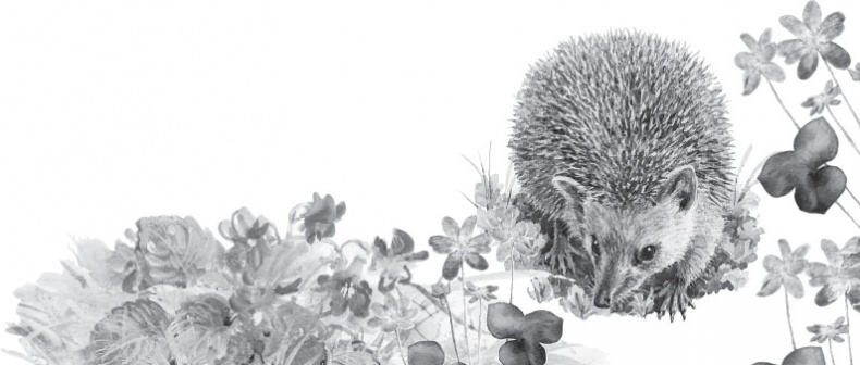 Иллюстрация к книге — Русский лес. С вопросами и ответами для почемучек [_88.jpg]