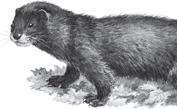 Иллюстрация к книге — Русский лес. С вопросами и ответами для почемучек [_90.jpg]