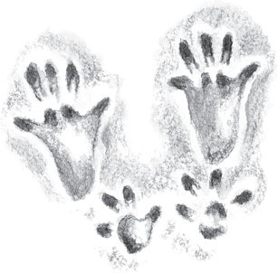 Иллюстрация к книге — Русский лес. С вопросами и ответами для почемучек [_91.jpg]