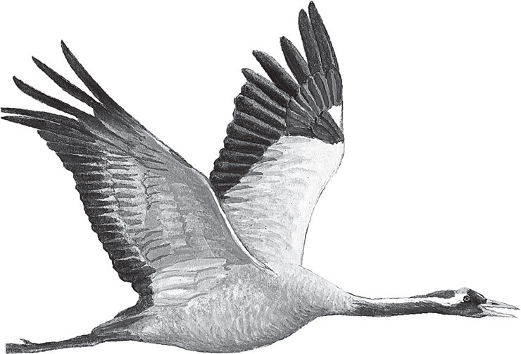 Иллюстрация к книге — Русский лес. С вопросами и ответами для почемучек [_93.jpg]