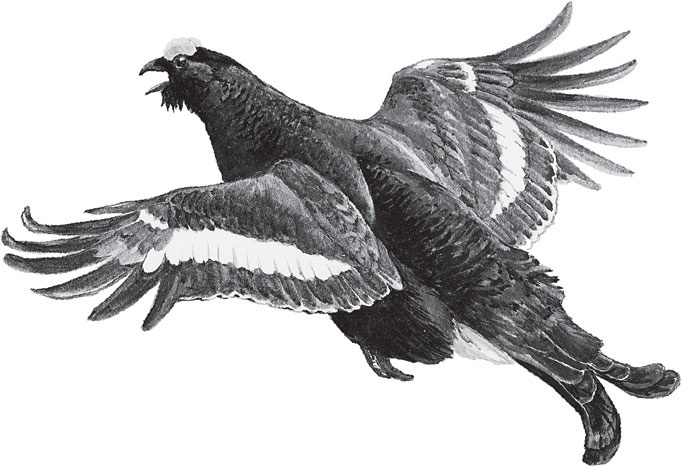 Иллюстрация к книге — Русский лес. С вопросами и ответами для почемучек [_95.jpg]