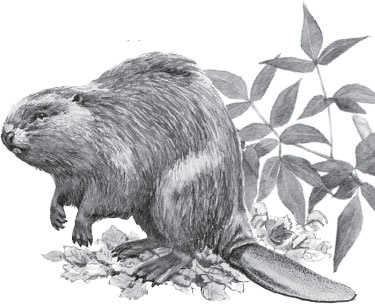 Иллюстрация к книге — Русский лес. С вопросами и ответами для почемучек [_99.jpg]