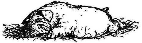 Иллюстрация к книге — Паутинка Шарлотты [i_011.jpg]