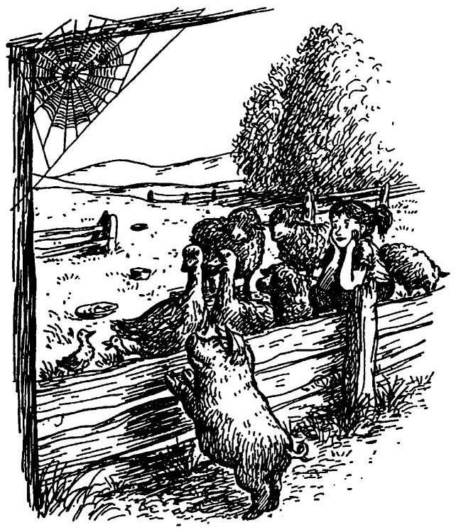 Иллюстрация к книге — Паутинка Шарлотты [i_023.jpg]