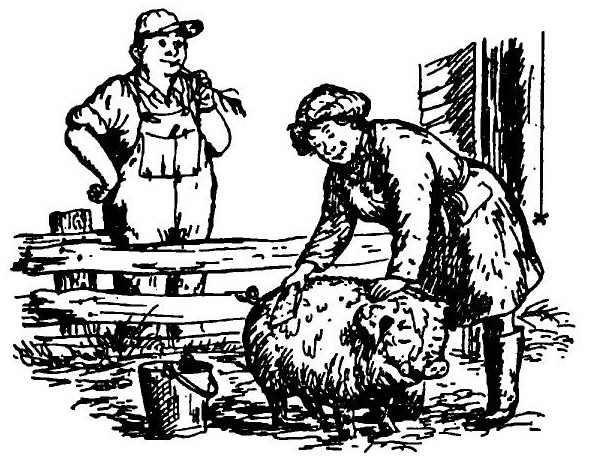 Иллюстрация к книге — Паутинка Шарлотты [i_031.jpg]