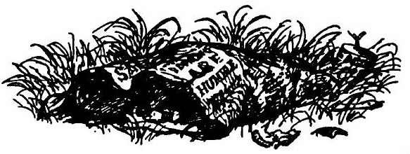 Иллюстрация к книге — Паутинка Шарлотты [i_035.jpg]