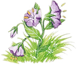 Иллюстрация к книге — Учитель вранья [i_098.jpg]