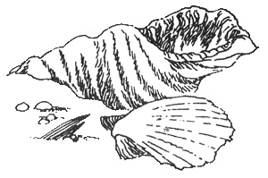 Иллюстрация к книге — Папа и море [i_028.jpg]