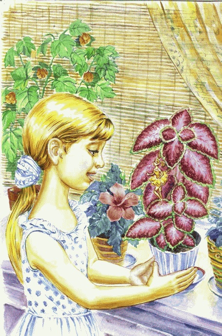 Иллюстрация к книге — Сказки комнатных растений [i_024.jpg]