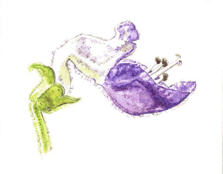 Иллюстрация к книге — Сказки комнатных растений [i_028.jpg]