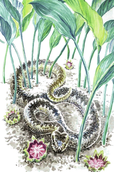 Иллюстрация к книге — Сказки комнатных растений [i_037.jpg]