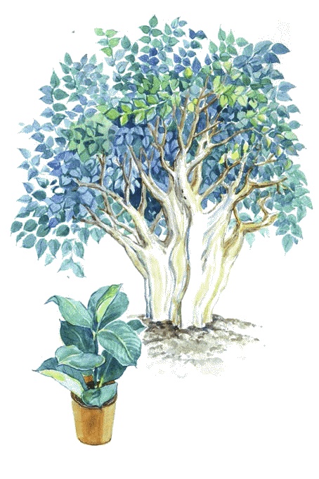 Иллюстрация к книге — Сказки комнатных растений [i_046.jpg]