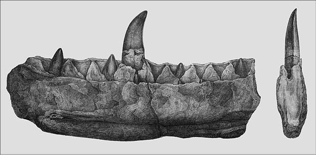 Иллюстрация к книге — 100 великих тайн доисторического мира [i_027.jpg]