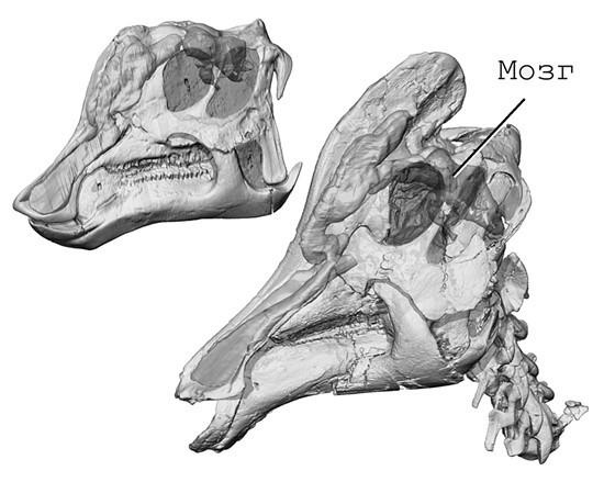 Иллюстрация к книге — 100 великих тайн доисторического мира [i_030.jpg]