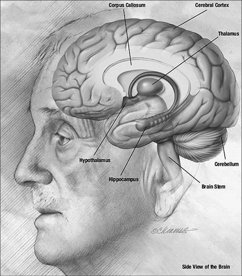 Иллюстрация к книге — 100 великих тайн доисторического мира [i_046.jpg]