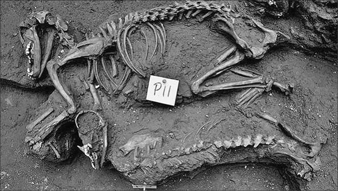 Иллюстрация к книге — 100 великих тайн доисторического мира [i_055.jpg]