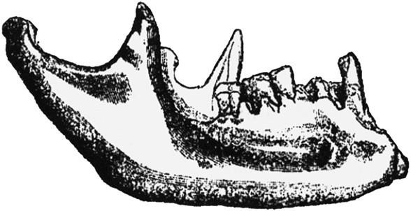 Иллюстрация к книге — 100 великих тайн доисторического мира [i_089.jpg]