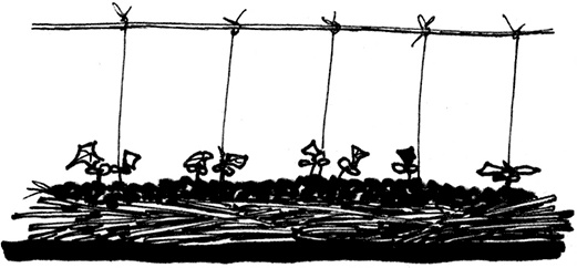 Иллюстрация к книге — Секреты доброй почвы для чудо-урожая [i_016.jpg]