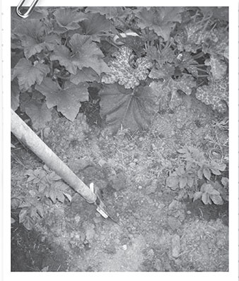 Иллюстрация к книге — Секреты доброй почвы для чудо-урожая [i_039.jpg]