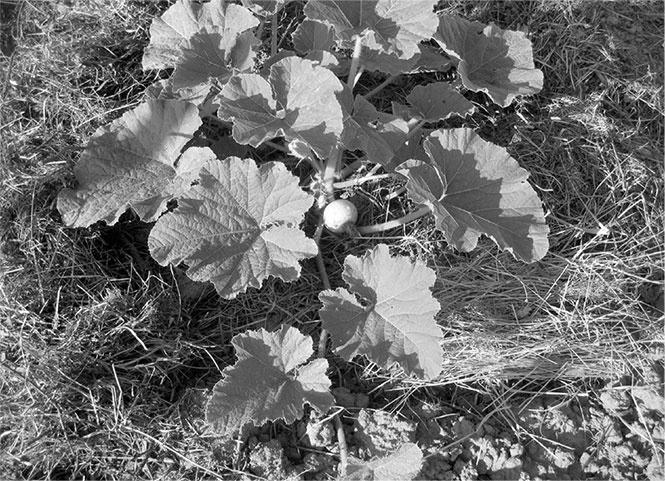 Иллюстрация к книге — Секреты доброй почвы для чудо-урожая [i_041.jpg]