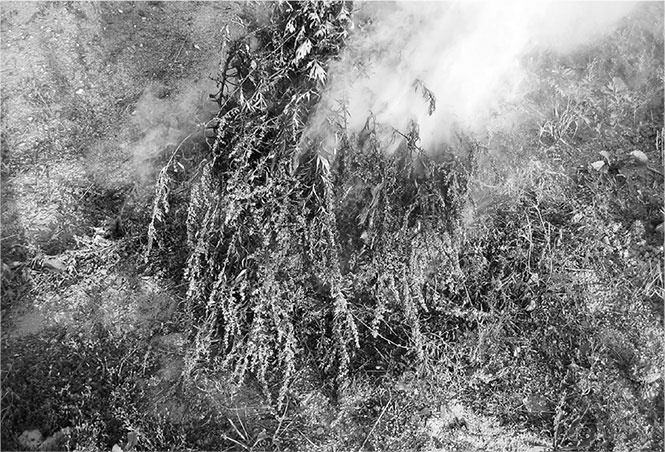 Иллюстрация к книге — Секреты доброй почвы для чудо-урожая [i_042.jpg]