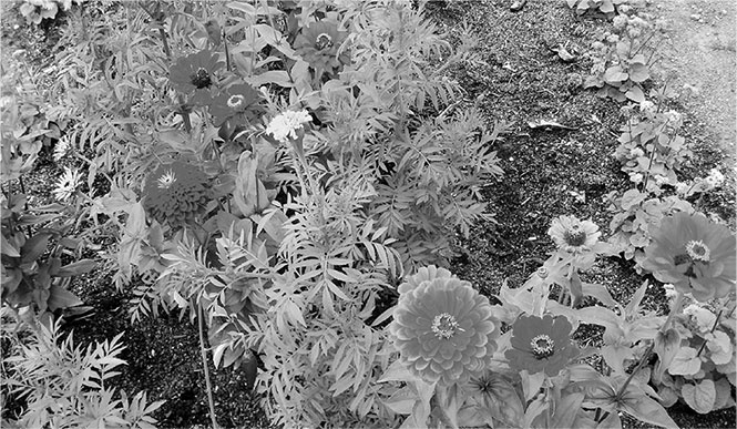 Иллюстрация к книге — Секреты доброй почвы для чудо-урожая [i_045.jpg]