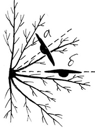 Иллюстрация к книге — Секреты доброй почвы для чудо-урожая [i_062.jpg]