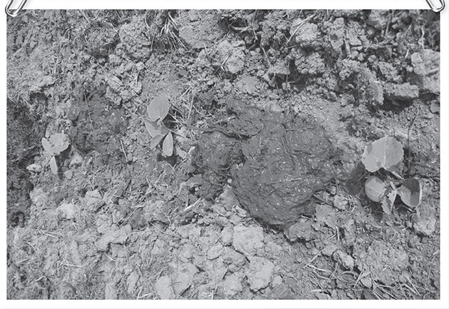 Иллюстрация к книге — Секреты доброй почвы для чудо-урожая [i_068.jpg]